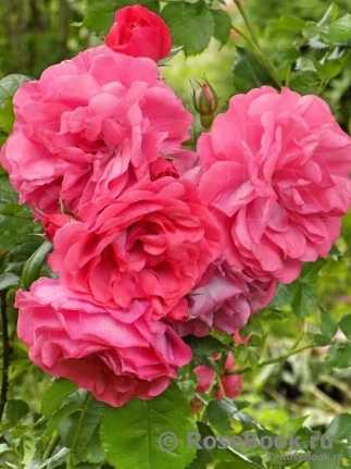 Плетистая роза розариум ютерсен — настоящий винтаж в вашем саду