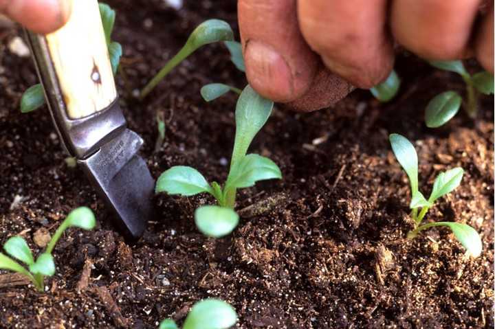Как правильно выращивать георгины: правила выращивания цветов из клубней, уход за георгинами и полезные советы