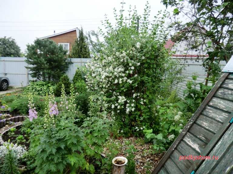 Как посадить куст жасмина в саду: выращивание и уход за растением