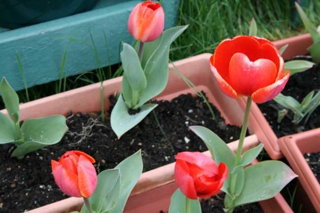 Как правильно выращивать тюльпаны на даче - огород, сад, балкон - медиаплатформа миртесен