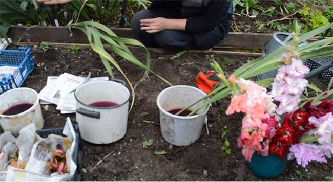 Когда выкапывать гладиолусы после цветения: как хранить