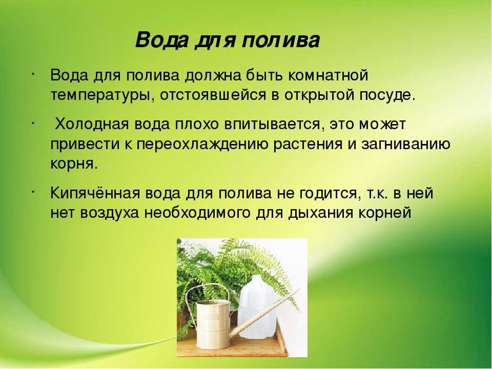 Уход за комнатными растениями в домашних условиях: выращивание, размножение