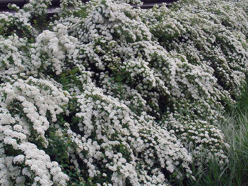 Спирея ниппонская (41 фото): описание сортов «джун брайд» и «гелвес рейнбоу», white carpet и других, обрезка после цветения