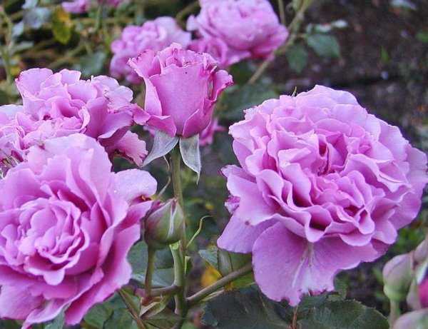 Роза флорибунда клайминг румба: отзывы, фото, описание сорта и особенности выращивания и ухода