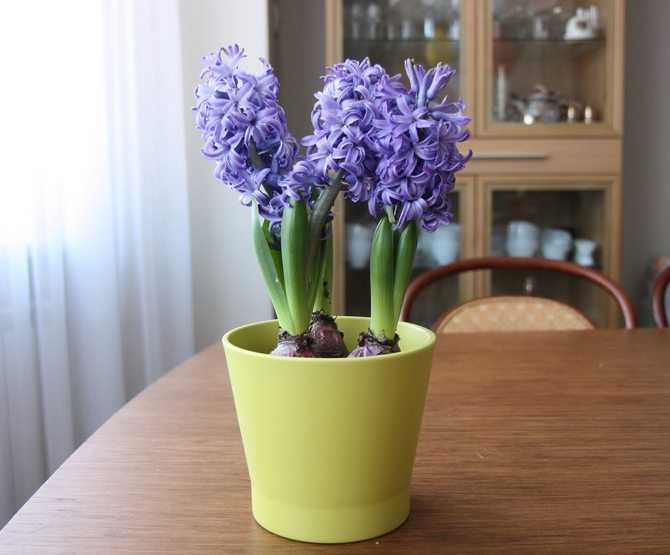 Выгонка цветов в домашних условиях: тюльпанов и гиацинтов к 8 марта, крокусов, нарциссов и лилий
