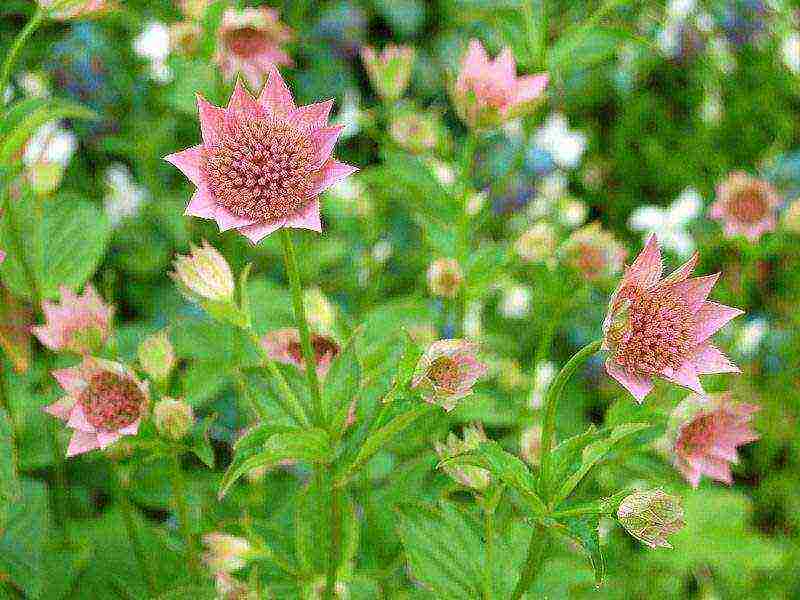 Выращивание многолетних садовых цветов астранция (звездовка)