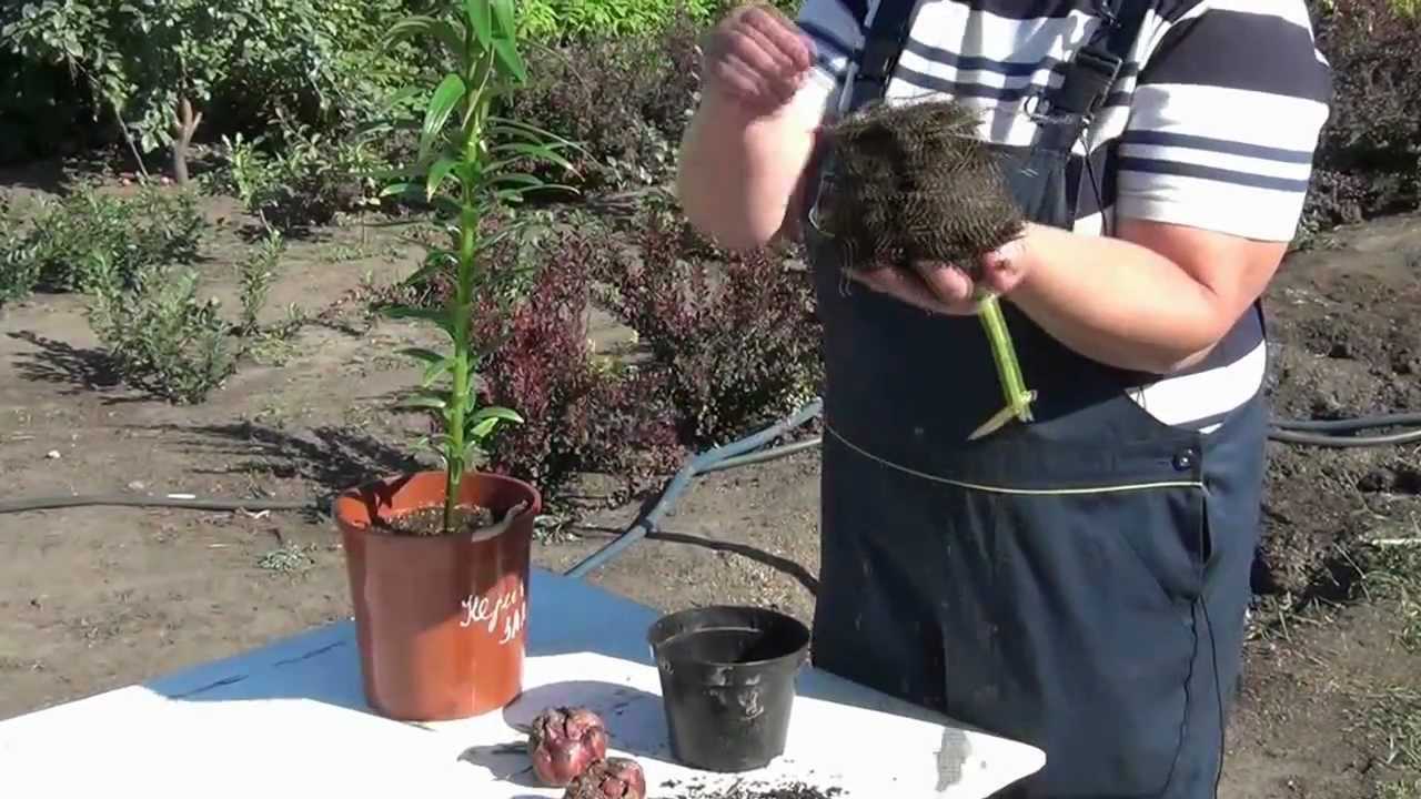 Как следует производить посадку и уход лилий в открытом грунте