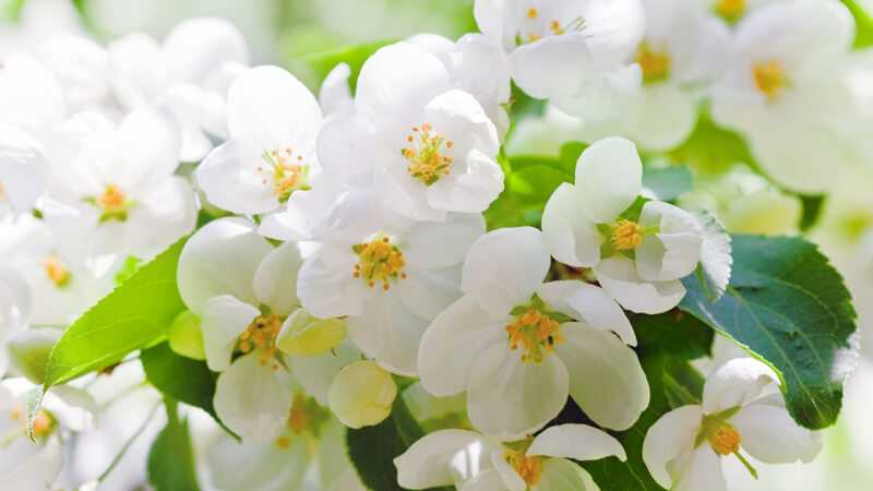 Причины отсутствия цветения и роста и способы их устранения у жасмина садового