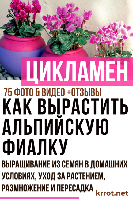 Цикламен персидский (36 фото): уход в домашних условиях после покупки. в чем отличия от европейского цикламена? выращивание цветка из семян. сорта «виктория» и «барбаросса»