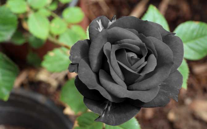 Роза плетистая черная королева: отзывы + фото (с изображениями)