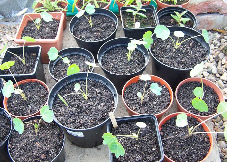 Настурция: выращивание из семян, когда сажать на рассаду и в открытый грунт