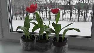 Когда сажать тюльпаны на выгонку к 8 марта