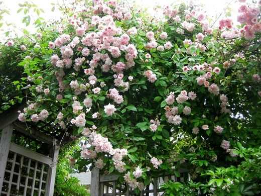 Роза: описание 16 сортов, особенности и уход – такая разная королева цветов (150 фото & видео) +отзывы