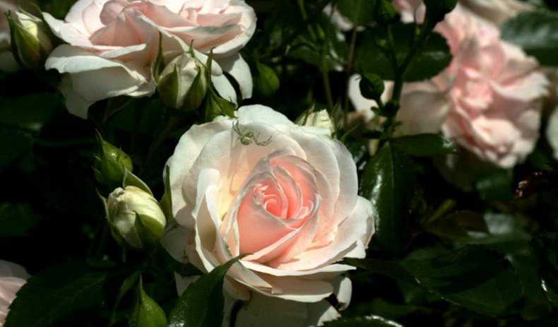 Описание розы сорта аспирин, выращивание, уход и размножение