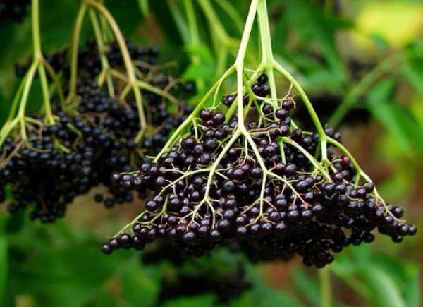 Бузины — сорта и виды красной ядовитой и черной садовой бузины, описание и фото