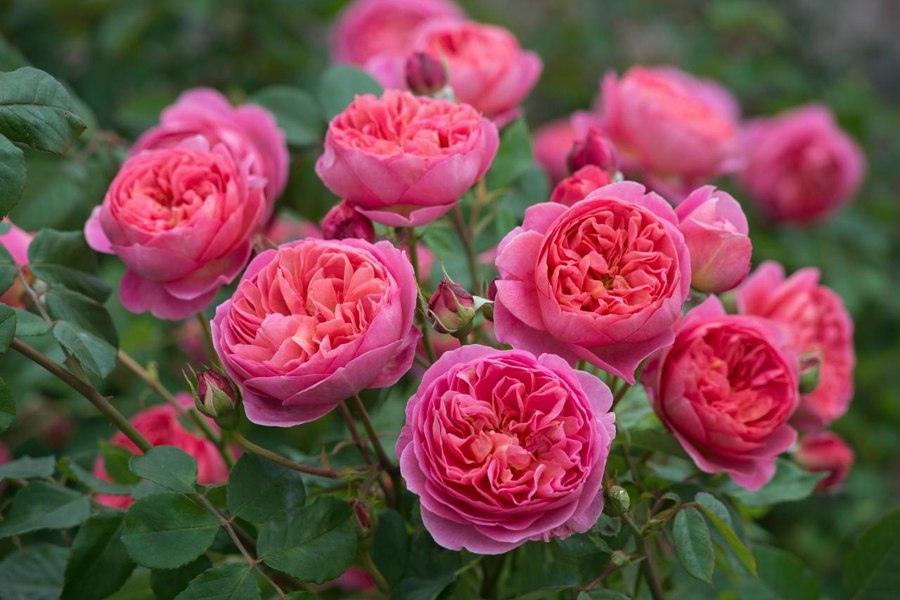 Розы дэвида остина: описание, лучшие сорта, отзывы