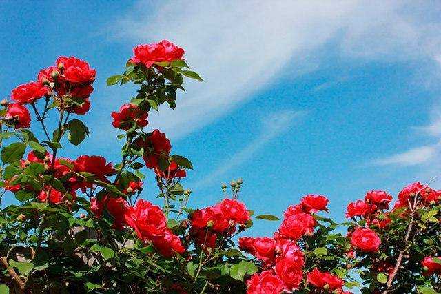 Как выращивать плетистую розу дон жуан: посадка цветка и уход в открытом грунте