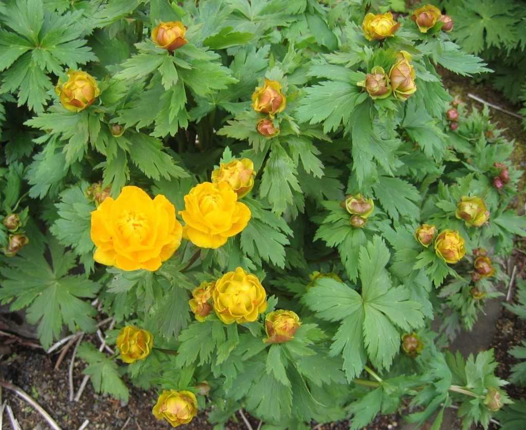 Купальница цветок — описание растения, посадка и уход в огороде