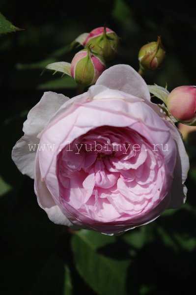 Olivia rose austin: английская роза