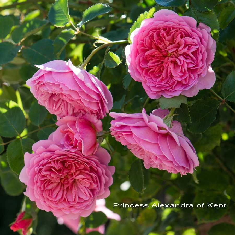 Роза кустарниковая “принцесса александра оф кент”