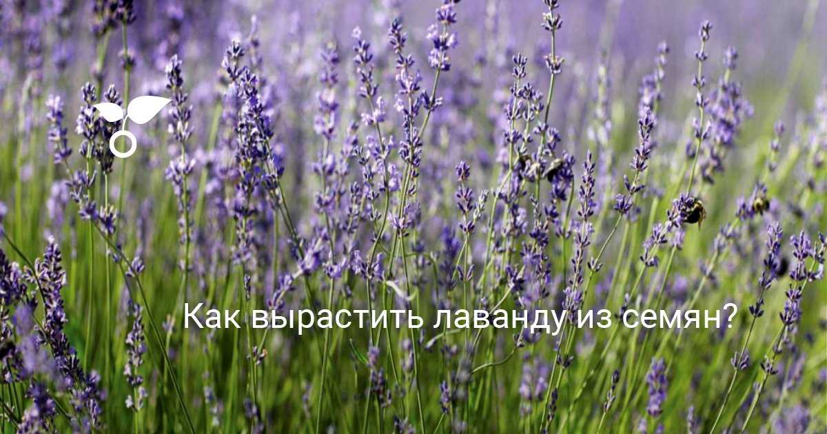 Как вырастить лаванду из семян? в домашних условиях. посадка и уход. фото — ботаничка.ru