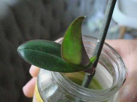 Детка орхидеи (21 фото): как отсадить ее от материнского растения в домашних условиях? пересадка детки на цветоносе. как взять отросток?