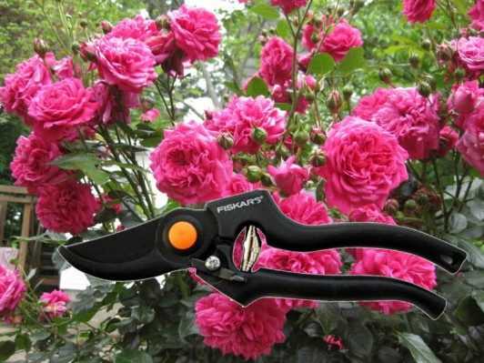 Обрезка роз для новичков: правила проведения процедуры весной