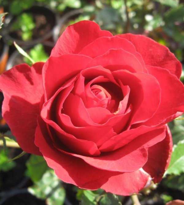 Цветы розы – правила полива, подкормки и обрезки, другие особенности ухода, нюансы пересадки и размножения