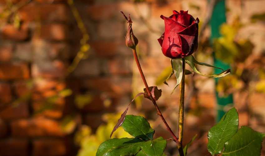 Когда и чем подкормить розы, чтобы получить обильноцветущие и здоровые кусты: 5 основных сезонных подкормок на supersadovnik.ru