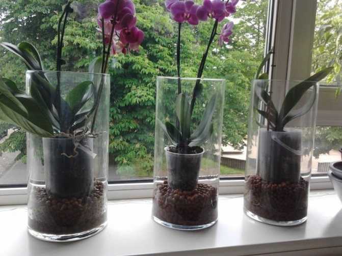 Когда пересаживать орхидею после покупки в домашних условиях, а также можно и нужно ли это делать сразу, как принесли из магазина?