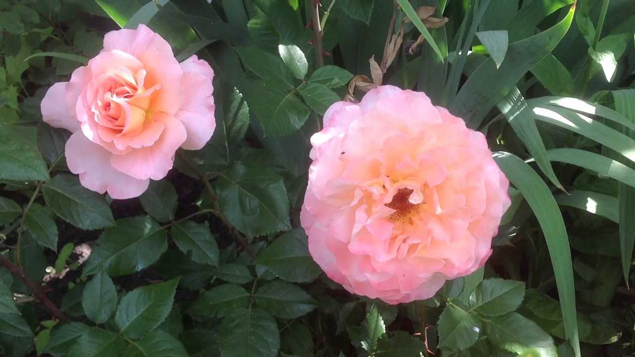 Роза «августа луиза»: описание цветка, особенности посадки и ухода, фото, отзывы