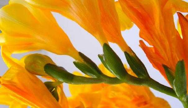 Выращивание и уход за фрезией в домашних условиях Посадка цветка в открытый грунт Виды фрезии: белая, жёлтая, махровая Размножение и борьба с вредителями