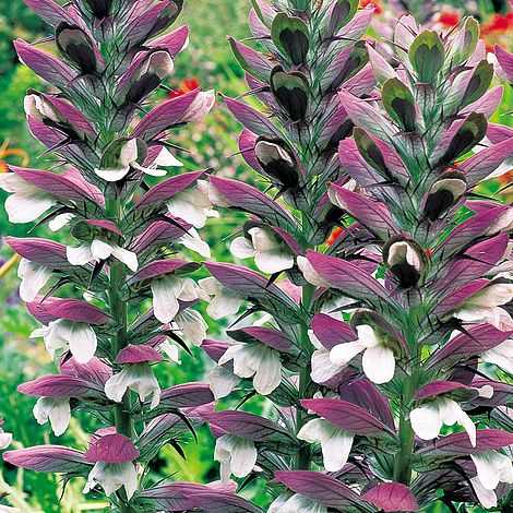 Полиантес (тубероза): фото, описание сортов цветка, видео выращивания, посадки, ухода за многолетником