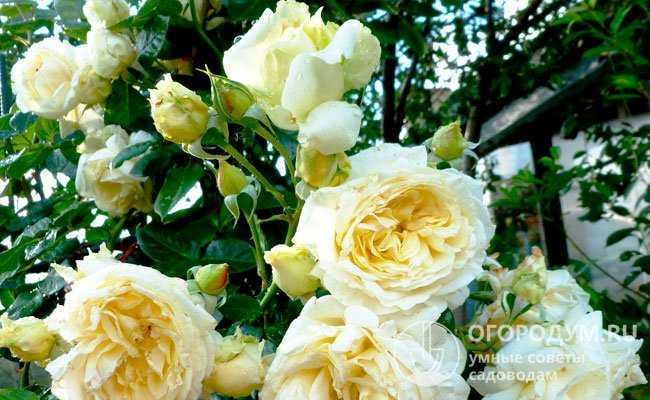 Роза эльф: описание сорта плетистой розы и уход