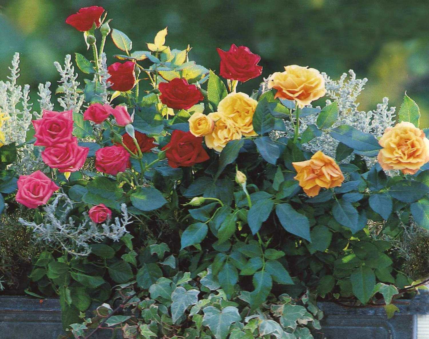 Миниатюрные розы - сорта с фото и названиями, выращивание в открытом грунте
