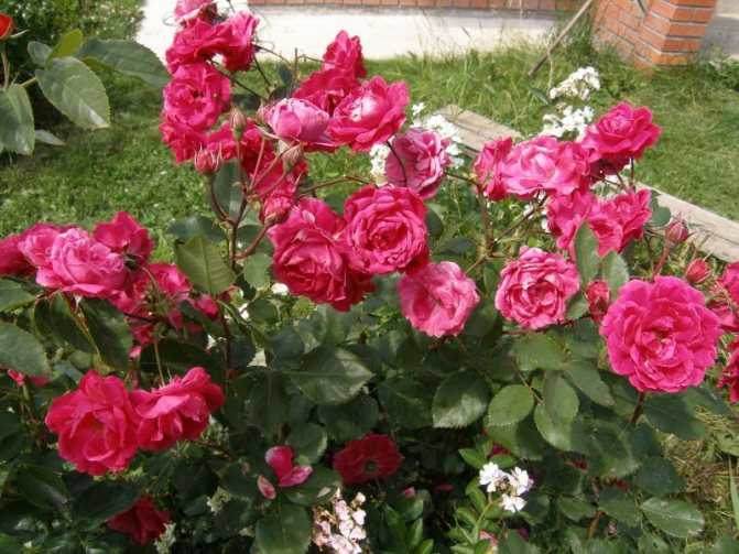 Роза канадская александр маккензи - дневник садовода parnikisemena.ru
