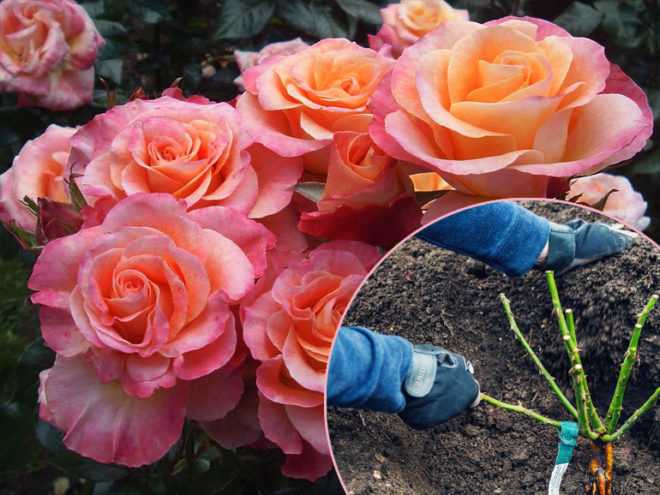 В какой период должна быть проведена посадка роз весной в Подмосковье Советы опытных цветоводов, правильные приемы агротехники, особенности различных сортов
