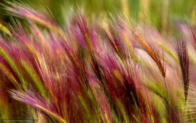Как выглядит чабрец, где растет трава в россии: описание растения