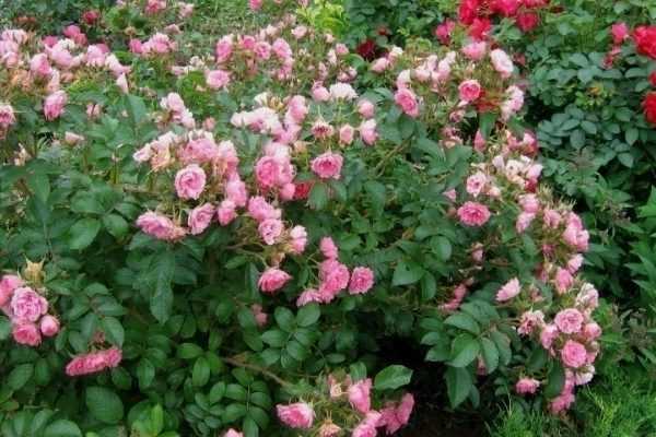 Особенности выращивания розы (шиповник) морщинистой, посадка и уход в саду
