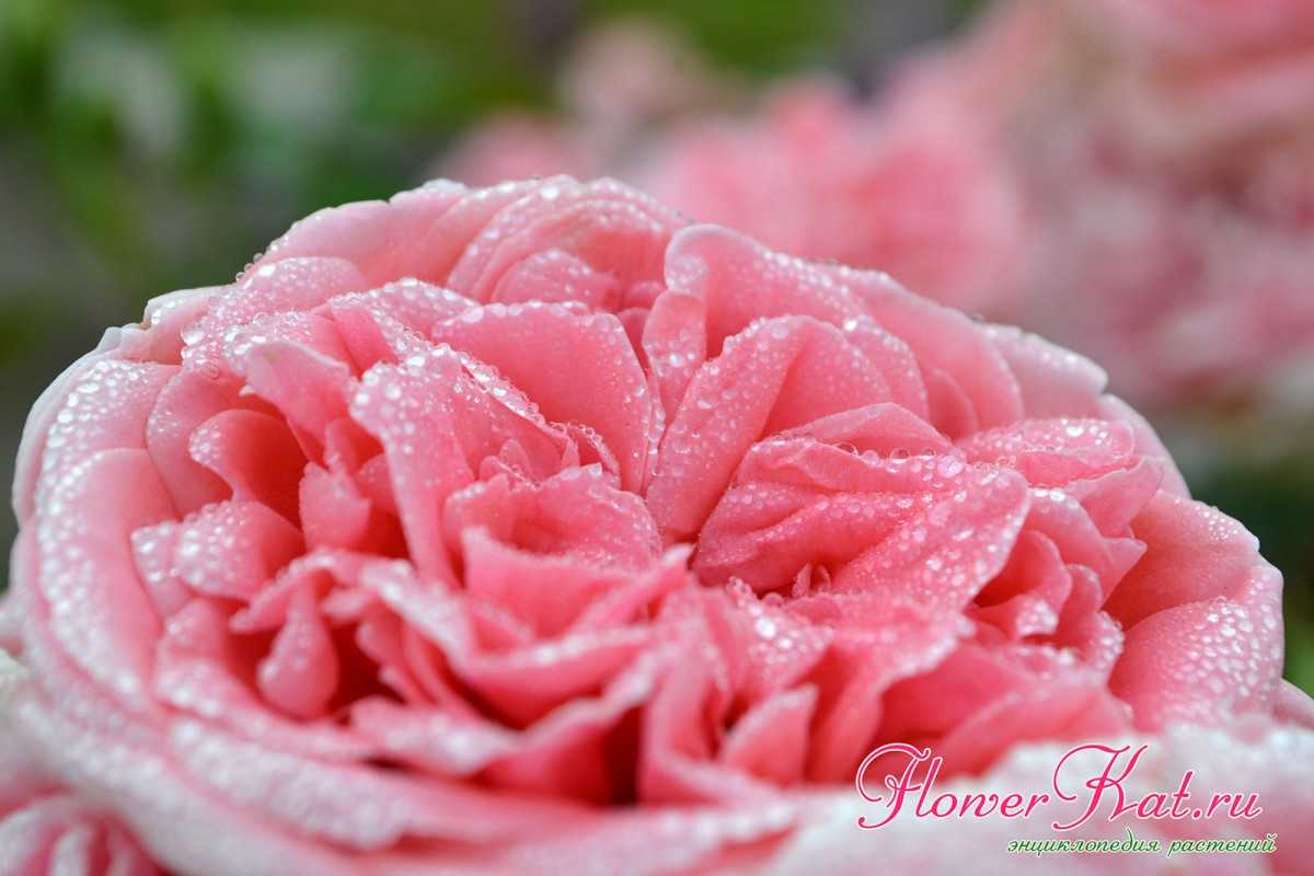 Розы флорибунда: описание, фото и отзывы цветоводов