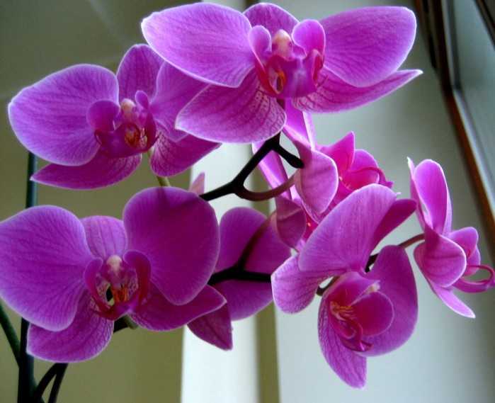 Крупноцветковые орхидеи с одним или несколькими самыми большими цветами, их название, фото и видео от специалистов
