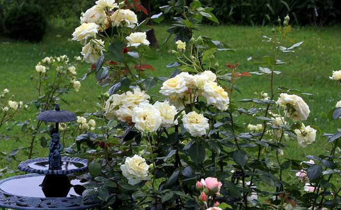 Плетистая роза «эльф» (16 фото): описание сорта, посадка и уход. как выбрать подкормку? отзывы садоводов