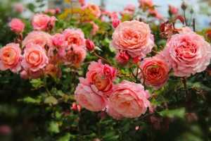 Что такое полиантовая роза, и какие ее сорта достойны внимания