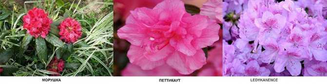 Азалия или рододендрон (azalea). правила ухода в период цветения, обрезка, размножение. | floplants. о комнатных растениях