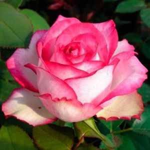 Сорта роз: описание и советы по выбору