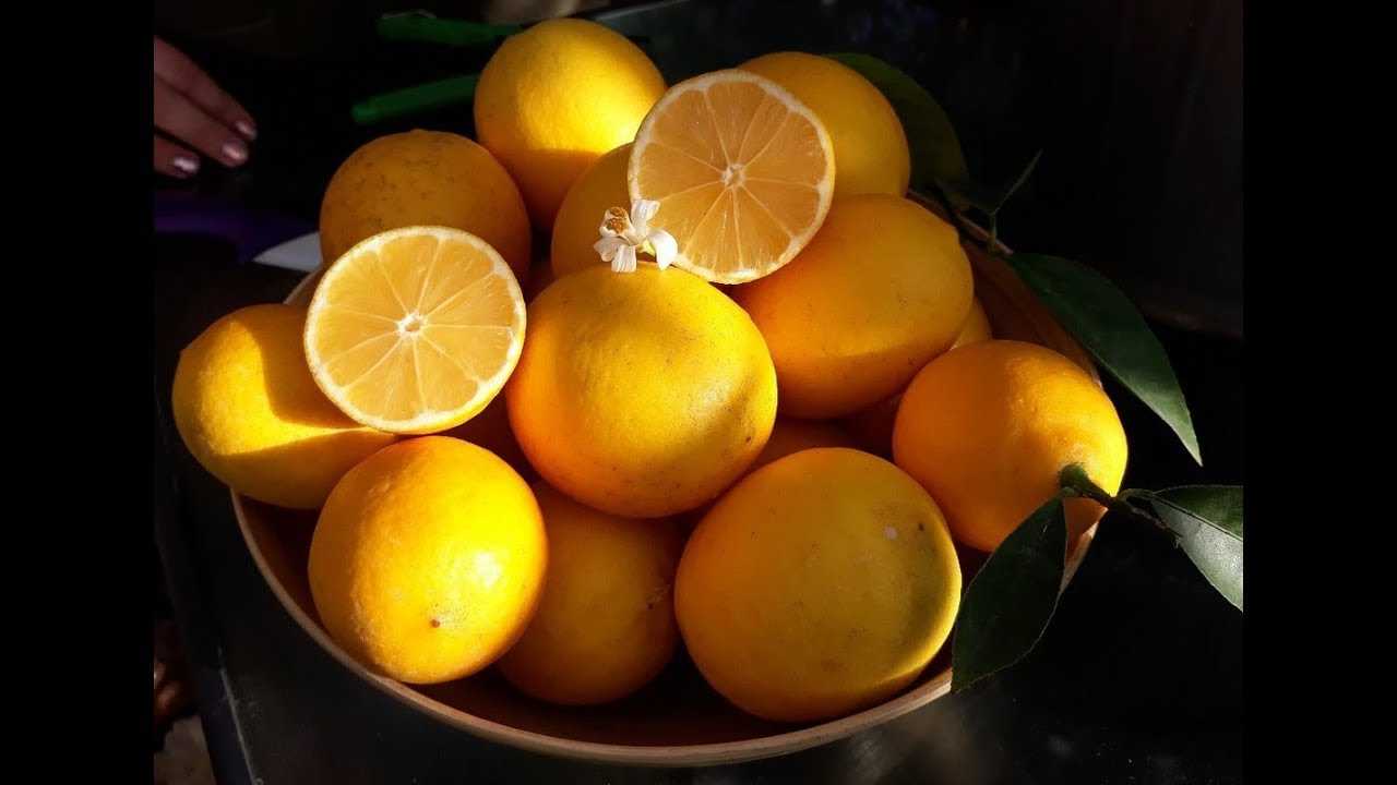 Лимон мейера