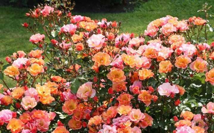 Роза супер дороти: секреты выращивания и обильного цветения | топфазенда