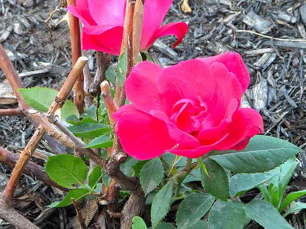 Регулярная обрезка роз – залог их пышного цветения и хорошего роста новых побегов