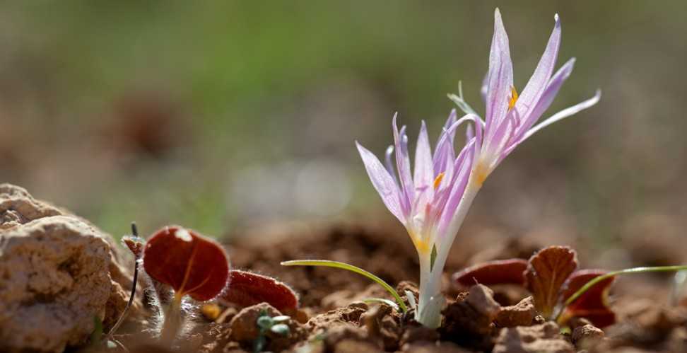 Цветок безвременник — как и когда сажать? выращивание, пересадка и размножение