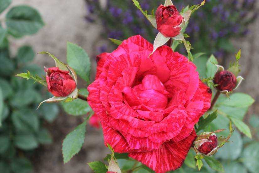 Чайно-гибридная роза «аква»: описание сорта, фото и отзывы